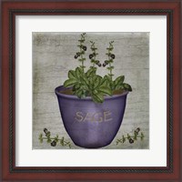 Framed Herb Sage