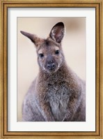 Framed Close up of Red-necked and Bennett's Wallaby wildlife, Australia