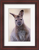 Framed Close up of Red-necked and Bennett's Wallaby wildlife, Australia