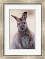 Framed Close up of Red-necked and Bennett's Wallaby wildlife, Australia