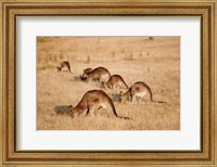 Framed Eastern Grey Kangaroo group grazing
