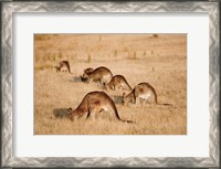 Framed Eastern Grey Kangaroo group grazing
