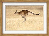 Framed Eastern Grey Kangaroo, Tasmania, Australia
