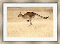 Framed Eastern Grey Kangaroo, Tasmania, Australia