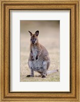 Framed Red-necked and Bennett's Wallaby wildlife, Australia