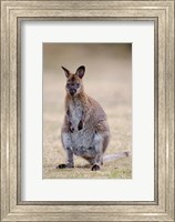 Framed Red-necked and Bennett's Wallaby wildlife, Australia