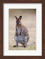 Framed Red-necked and Bennett's Wallaby wildlife, Australia