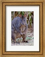 Framed Tasmanian Pademelon wildlife, Tasmania, Australia