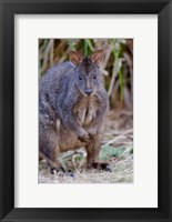 Framed Tasmanian Pademelon wildlife, Tasmania, Australia