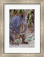 Framed Tasmanian Pademelon wildlife, Tasmania, Australia