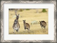 Framed Eastern Grey Kangaroo group standing upright