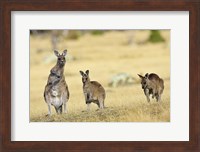 Framed Eastern Grey Kangaroo group standing upright
