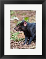 Framed Tasmanian Devil wildlife, Tasmania, Australia