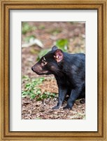 Framed Tasmanian Devil wildlife, Tasmania, Australia