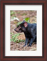 Framed Tasmanian Devil wildlife, Tasmania, Australia