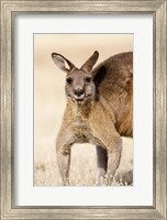 Framed Eastern Grey Kangaroo portrait