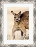 Framed Eastern Grey Kangaroo portrait