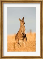 Framed Eastern Grey Kangaroo portrait during sunset