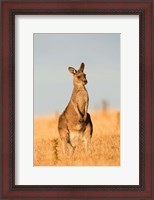 Framed Eastern Grey Kangaroo portrait during sunset