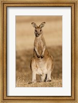 Framed Eastern Grey Kangaroo portrait frontal