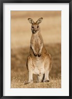 Framed Eastern Grey Kangaroo portrait frontal