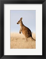 Framed Eastern Grey Kangaroo portrait lateral view