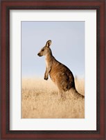 Framed Eastern Grey Kangaroo portrait lateral view