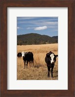 Framed Australia, New South Wales, Wauchope, Cows, Farmland