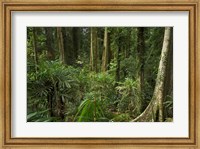 Framed Australia, NSW, Rainforest Trees, Wonga Walk, Dorrigo NP
