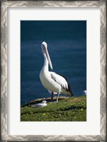 Framed Australian Pelican bird, Blacksmiths, Australia