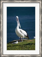 Framed Australian Pelican bird, Blacksmiths, Australia