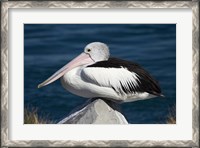 Framed Australian Pelican bird, Blacksmiths, NSW, Australia