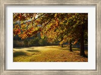 Framed Autumn Trees in Khancoban, Snowy Mountains, New South Wales, Australia