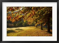 Framed Autumn Trees in Khancoban, Snowy Mountains, New South Wales, Australia