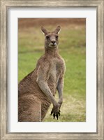 Framed Kangaroo, Trial Bay, New South Wales, Australia