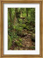 Framed Stream, Wooroonooran National Park, North Queensland, Australia