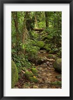 Framed Stream, Wooroonooran National Park, North Queensland, Australia