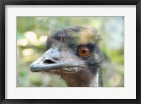 Framed Emu's face, Taronga Zoo, Sydney, NSW, Australia