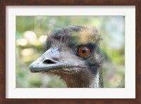 Framed Emu's face, Taronga Zoo, Sydney, NSW, Australia