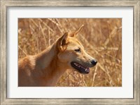 Framed Dingo wildlife, Kakadu NP, Northern Territory, Australia