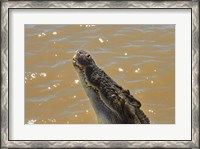 Framed Jumping Crocodile Cruise, Adelaide River, Australia