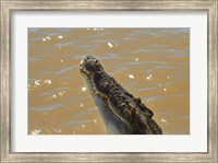 Framed Jumping Crocodile Cruise, Adelaide River, Australia