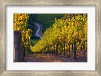 Framed Australia, Adelaide Hills, Summertown vineyard