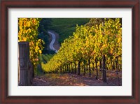 Framed Australia, Adelaide Hills, Summertown vineyard