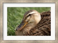 Framed Duck, Richmond, Tasmania, Australia