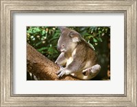 Framed Koala, Australia