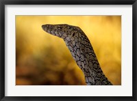 Framed Perentie, Uluru-Kata Tjuta National Park, Australia