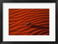 Framed Thorny Devil, Central Desert, Australia