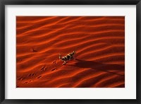 Framed Thorny Devil, Central Desert, Australia