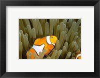 Framed Australia, Great Barrier Reef, Clown fish